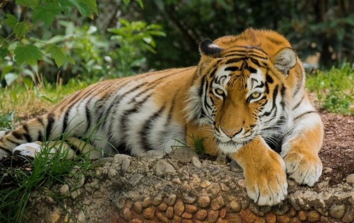 Стали известны подробности жуткой смерти мужчины от клыков тигра