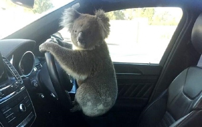 В Австралии из-за коалы столкнулись шесть автомобилей