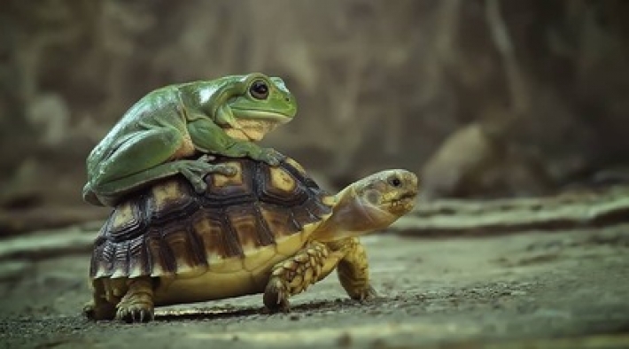 Фотограф показал неожиданную дружбу черепахи с лягушкой