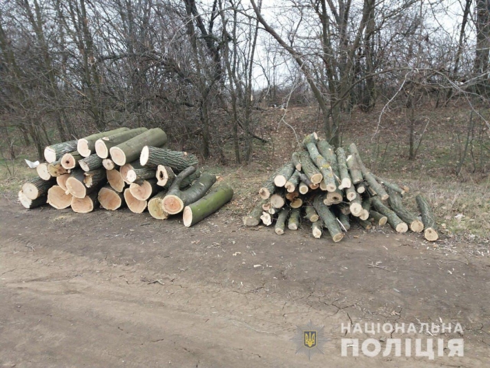 В Запорожской области остановили группу «черных лесорубов»
