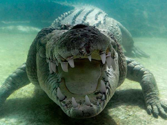 Гигантский крокодил атаковал двух акул