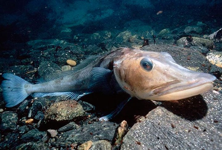 Прозрачная кровь и голая кожа: ученые рассказали об уникальной рыбе