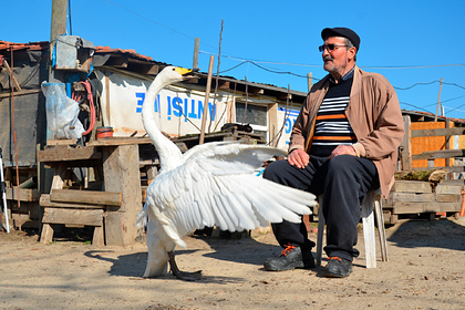 Житель Турции считает спасенного лебедя своим ребенком