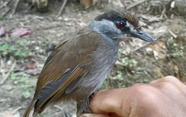 На Борнео заметили редчайшую птицу