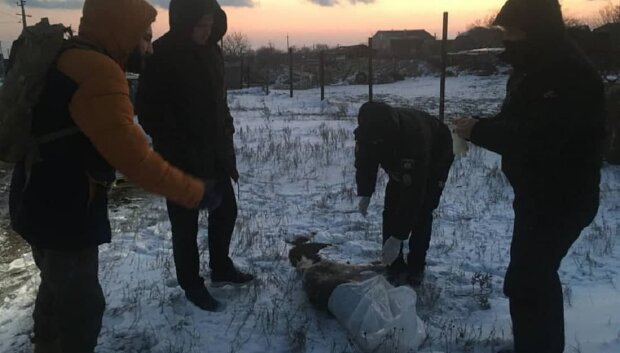 Под Одессой женщину заподозрили в убийстве собаки