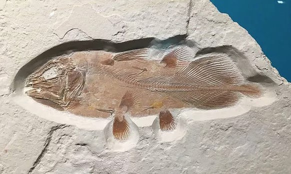 Ученые обнаружили останки рыбы, пережившей динозавров