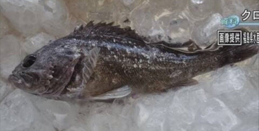 У берегов Фукусимы поймали «радиационную» рыбу