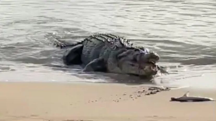 В Австралии 4-метровый крокодил проглотил двух акул