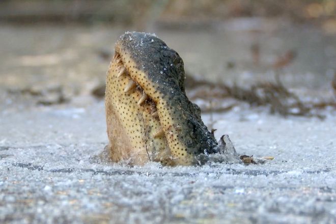 В США из-за холода крокодилы вмерзли в лед