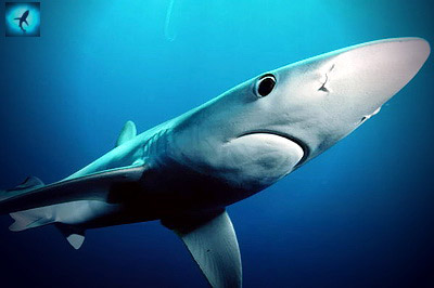 В Австралии акула на газах у пляжников атаковала серфера