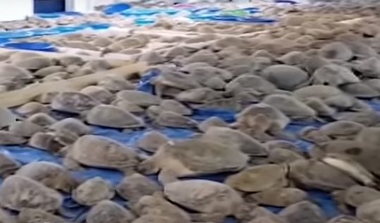 У берегов США от холода пострадали тысячи черепах
