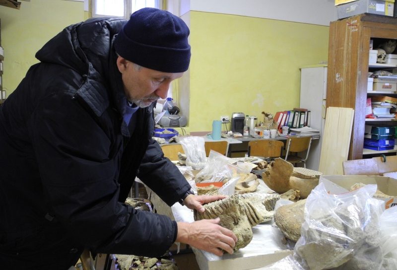 На Буковине нашли останки животных, которым более миллиона лет