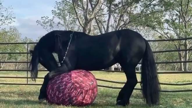 Конь, который любит гонять мяч, попал на видео