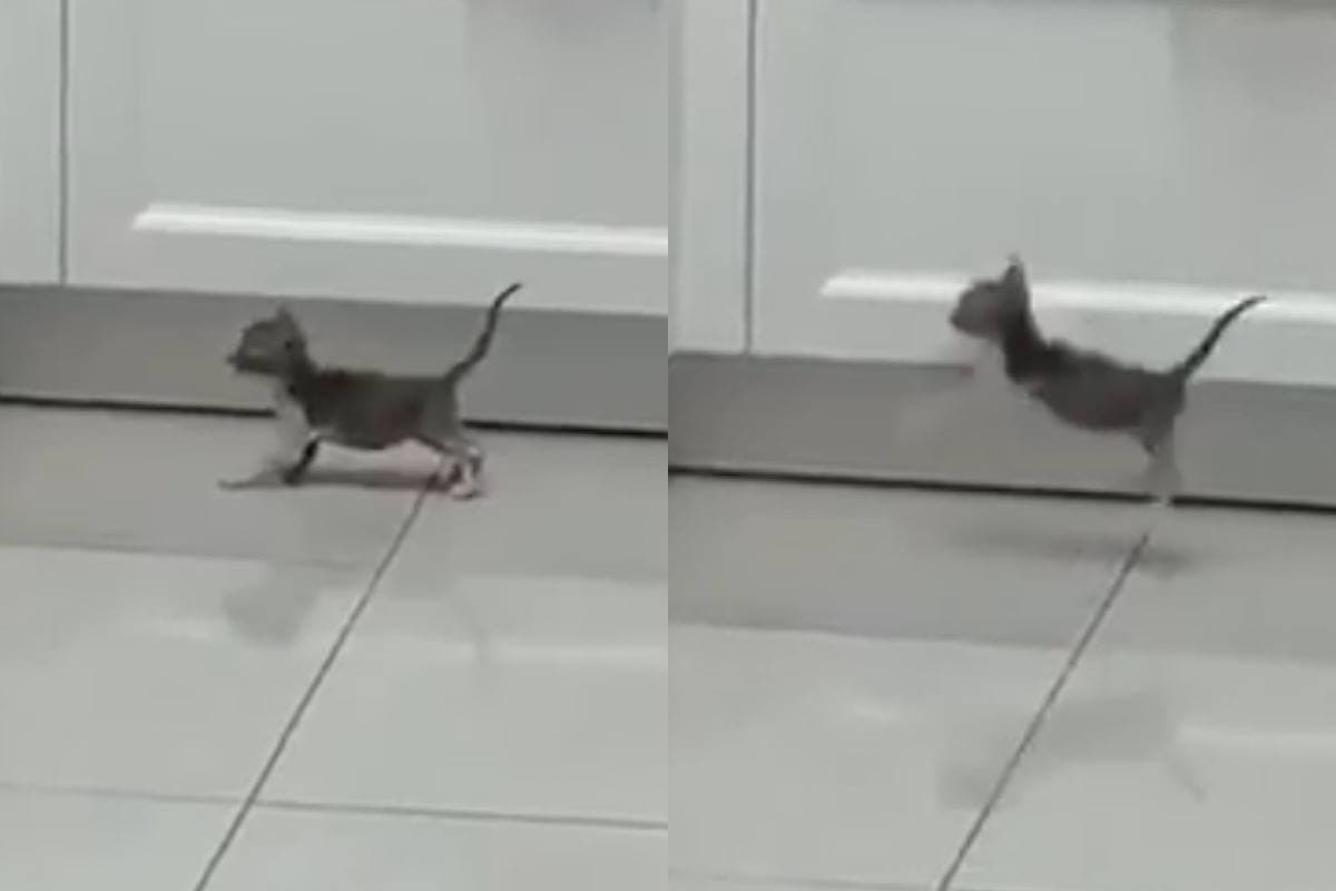 Неудачный прыжок котенка попал на видео
