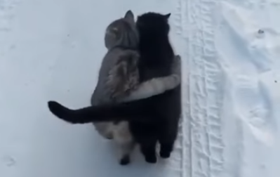 Коты «обнимались» хвостами: забавное видео