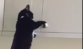 Кот вскрыл кухонные шкафчики