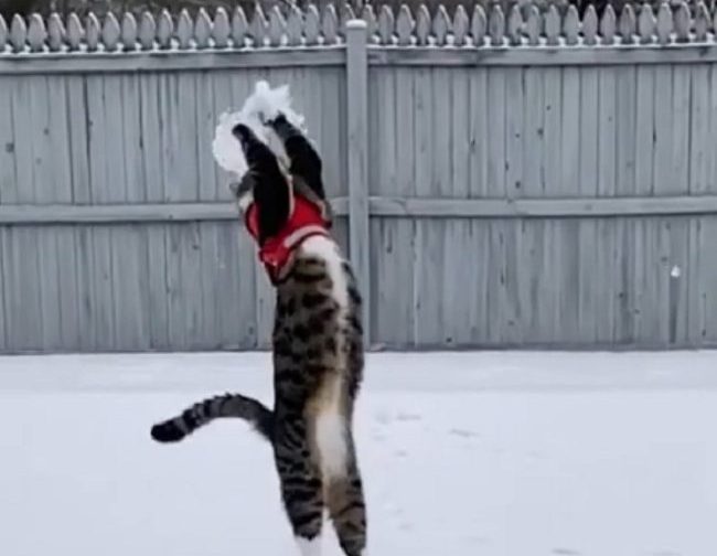 Кот мастерски играл снежком в волейбол