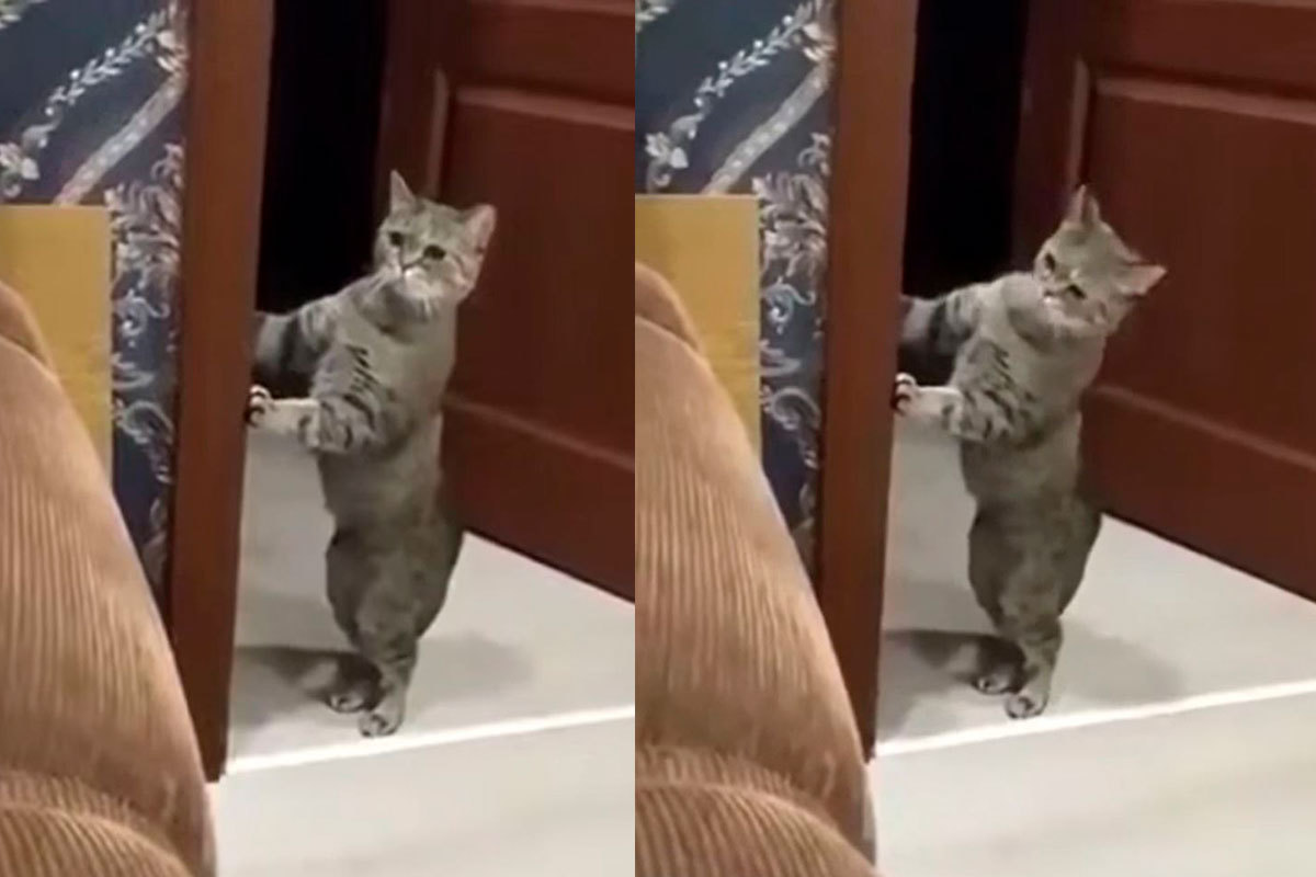 Домашний кот подслушал ссору людей и растерялся