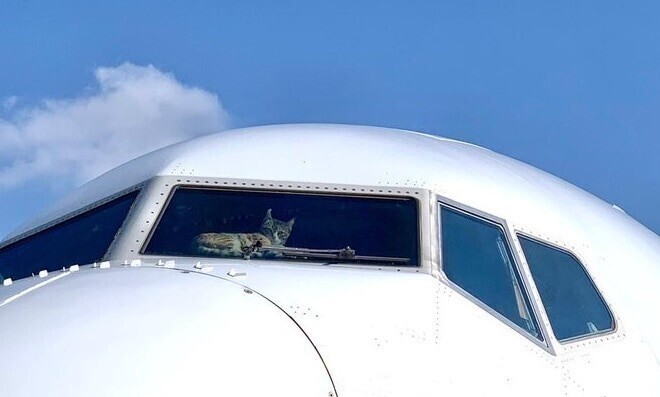 Кота забыли в самолете: пушистый еле выжил 2 недели без еды