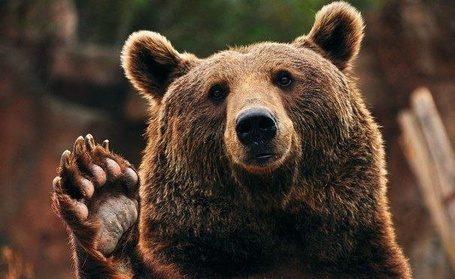 В лесах в Ровенской области появился медведь: местных жителей призвали не провоцировать зверя на конфликт