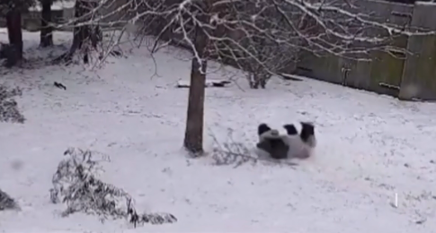 Гигантская панда кувыркалась в снегу: забавное видео