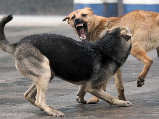 В Черкасской области бродячие собаки загрызли 15 косуль