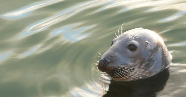 Украинские полярники опубликовали запись «пения» тюленя