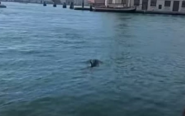 В каналах Венеции заметили «гостей» из открытого моря 