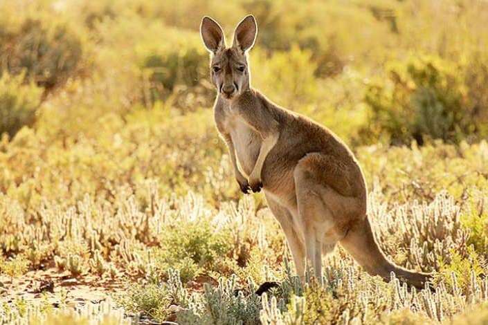В Австралии заметили водоплавающего кенгуру