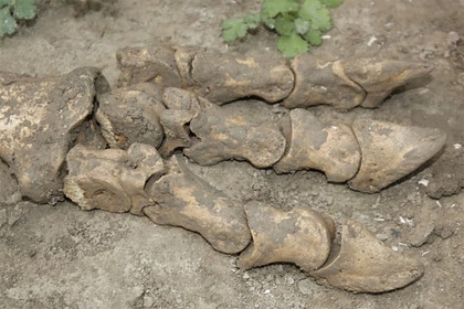 В Узбекистане фермер нашел останки «гиганта»