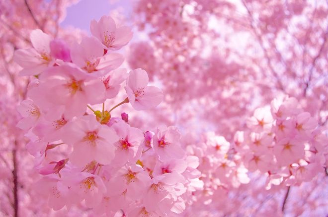 В Японии наступил самый ранний сезон цветения сакуры за 1,2 тыс. лет