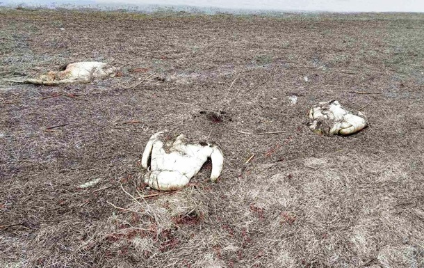 На Херсонщине от птичьего гриппа погибло 90 лебедей