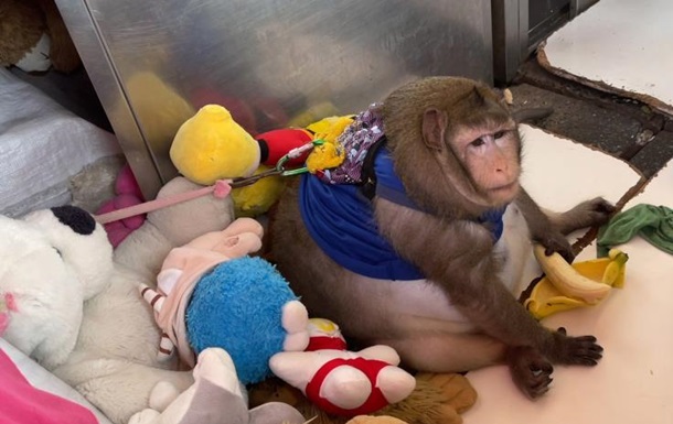 Толстую обезьяну Годзиллу отправили на принудительную диету