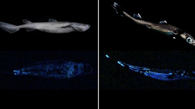 В Новой Зеландии обнаружены светящиеся акулы