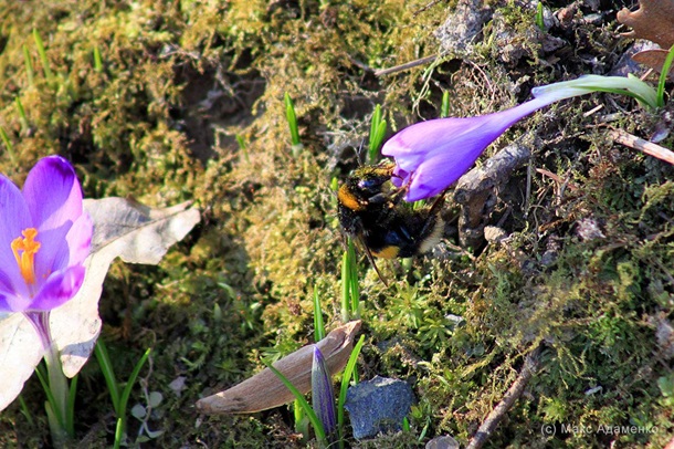 В Закарпатской области началось массовое цветение шафранов
