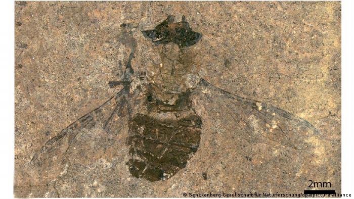 Ученые нашли окаменелую муху возрастом 47 миллионов лет