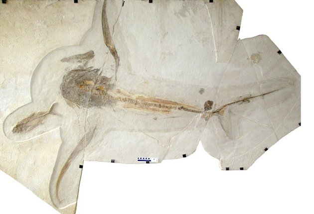 На севере Мексики обнаружили «летающую» акулу возрастом 95 миллионов лет