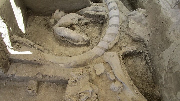 В Мексике археологи обнаружили крупнейший «клад» костей мамонта