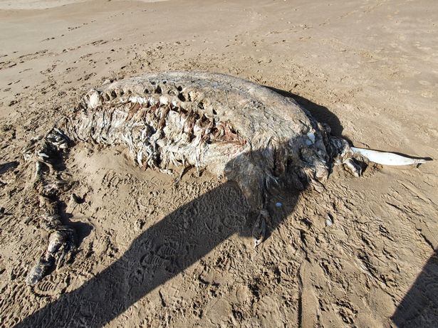 На пляже нашли останки неизвестного существа