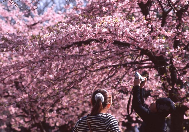 В Японии началось раннее цветение сакуры