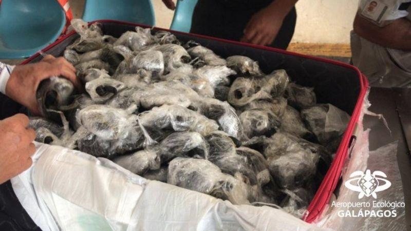 В аэропорту Эквадора таможенники изъяли 185 черепашек