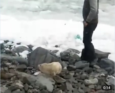 В РФ детеныш тюленя умер от общения людьми