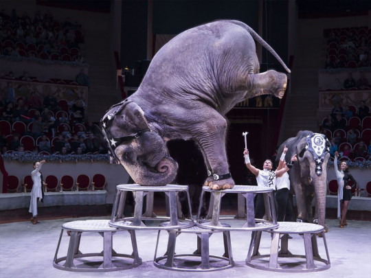 В российском цирке рухнул на арену слон