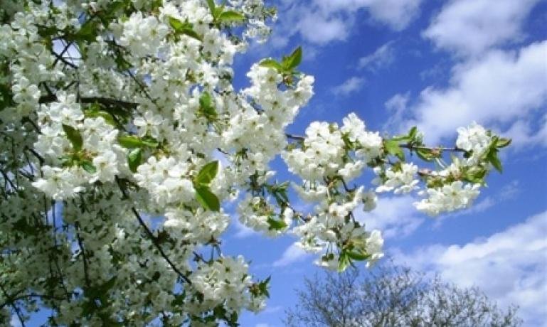Укргидрометцентр дал прогноз погоды на апрель