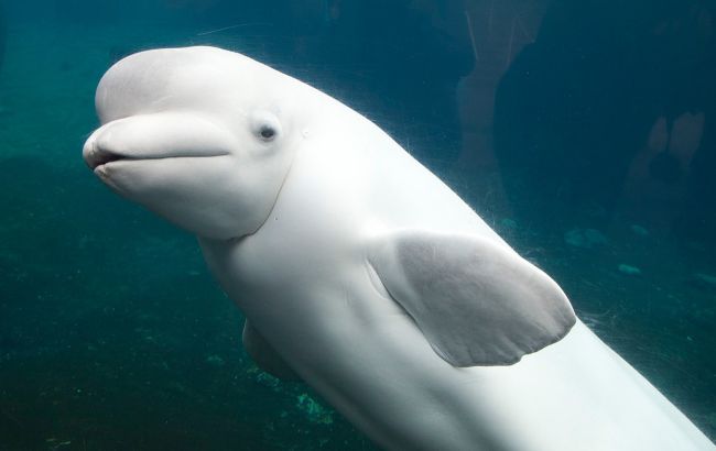 В Калифорнии заметили уникального дельфина-альбиноса