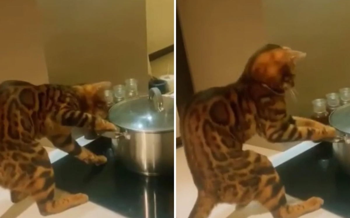 Кот-повар рассмешил Сеть