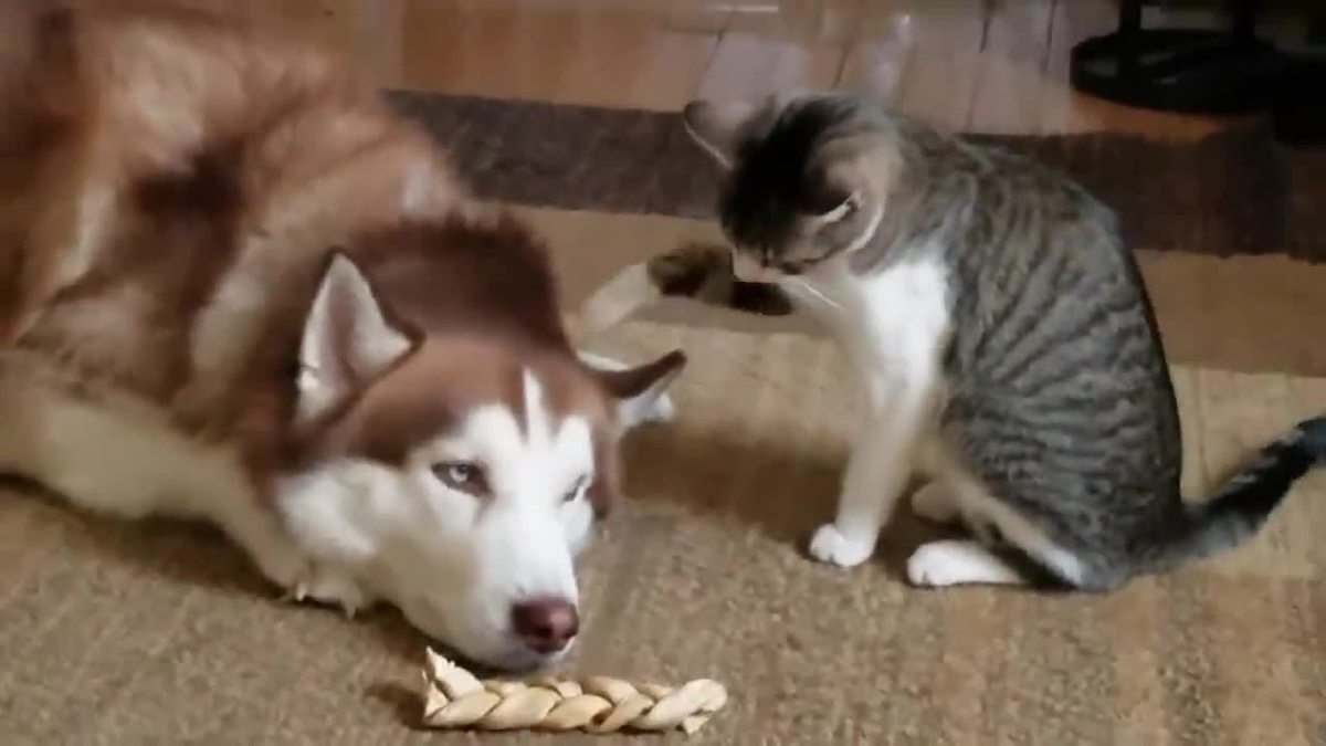 Приставания упрямого котенка к уставшему псу попали на видео