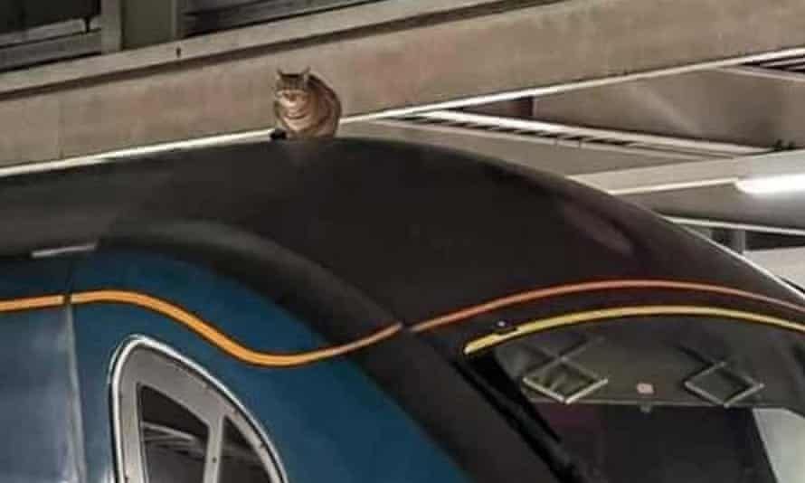 В Лондоне поезд задержали на 2,5 часа: на крыше спала кошка