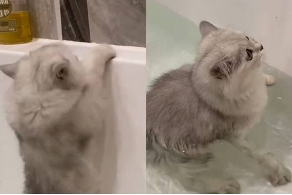 Кот свалился в ванну с водой и позорно застрял