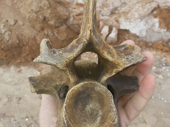 В Одесской области нашли останки древних носорогов
